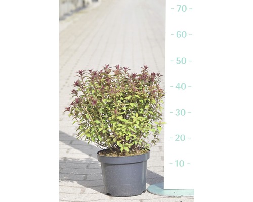 FLORASELF Spierstruik Spiraea japonica 'Superstar' potmaat Ø 21 cm H 30-40 cm Pot met pepermuntplant, circa 40 centimeter hoog