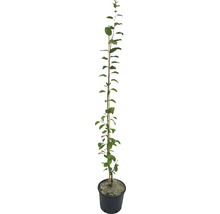 Jonge perenboom in pot met steunpaal.