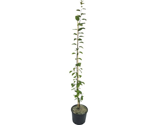 Jonge perenboom in pot met steunpaal.