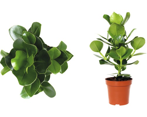 Twee groenblijvende planten in een pot, één van boven en één in profiel