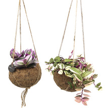 Twee hangplanten in kokosnootschalen met sierplanten