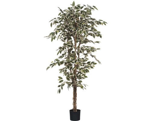 Kunstplant Ficus hawaii, hoogte 180 cm