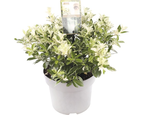 Spoelstruik in pot met groen-wit gemêleerde bladeren.