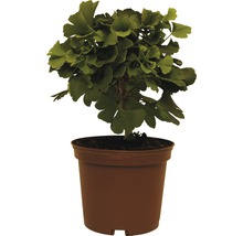 FLORASELF® Japanse Notenboom Ginkgo biloba 'Mariken' potmaat Ø20 cm