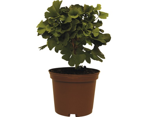 FLORASELF® Japanse Notenboom Ginkgo biloba 'Mariken' potmaat Ø20 cm