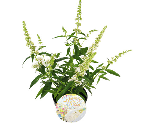 Vlinderstruik in een pot