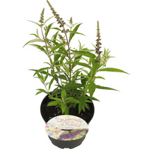 Vlinderstruik in pot