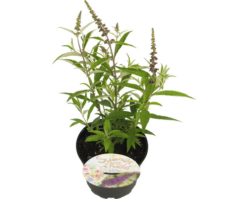 Vlinderstruik in pot