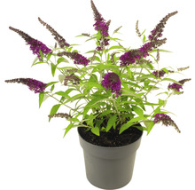 Vlinderstruik in pot