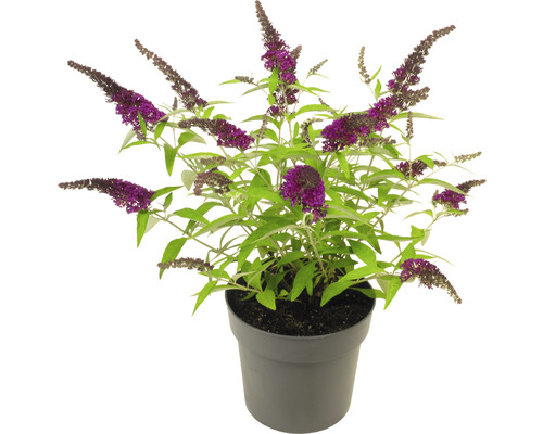 Vlinderstruik in pot