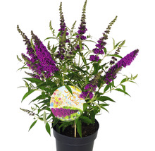 Vlinderstruik in een pot