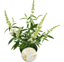Vlinderstruik in een pot