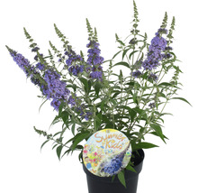Vlinderstruik in pot met het label Summer for Kids