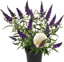 Vlinderstruik in pot