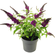 Vlinderstruik in een pot