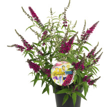 Vlinderstruik in pot met etiket