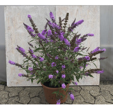 Vlinderstruik Buddleja davidii 'Summer Teens ® Vivian Violet' potmaat Ø 22 cm H 40-50 cm