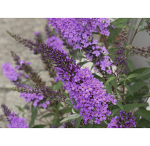 Vlinderstruik Buddleja davidii 'Summer Teens ® Vivian Violet' potmaat Ø 22 cm H 40-50 cm