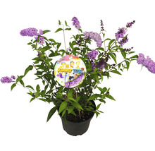 Vlinderstruik Buddleja davidii 'Summer Teens ® Vivian Violet' potmaat Ø 22 cm H 40-50 cm
