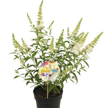 Vlinderstruik Summer Teens in een pot