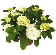 Hortensia Hydrangea macrophylla 'Bright White' potmaat Ø 22 cm H 30-40 cm