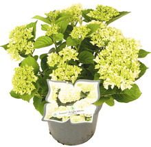 Hortensia Hydrangea macrophylla 'Bright White' potmaat Ø 22 cm H 30-40 cm