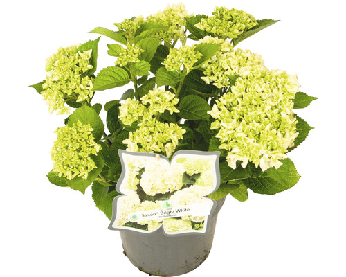 Hortensia Hydrangea macrophylla 'Bright White' potmaat Ø 22 cm H 30-40 cm