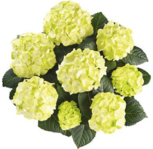 Hortensia Hydrangea macrophylla 'Caipirinha' potmaat Ø 22 cm H 30-40 cm