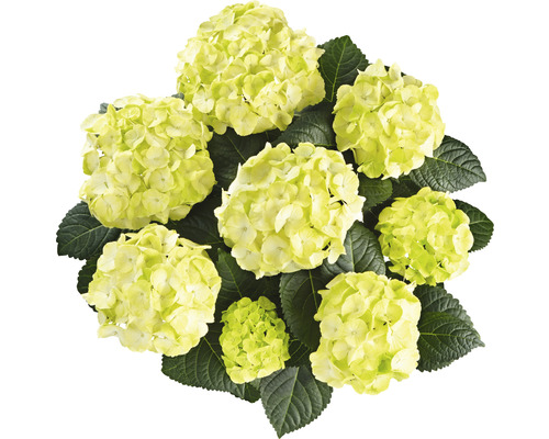 Hortensia Hydrangea macrophylla 'Caipirinha' potmaat Ø 22 cm H 30-40 cm