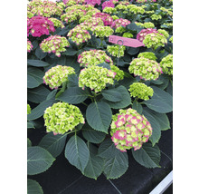 Hortensia Hydrangea macrophylla 'Double Pink' potmaat Ø 22 cm H 30-40 cm