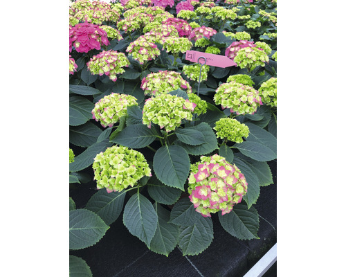 Hortensia Hydrangea macrophylla 'Double Pink' potmaat Ø 22 cm H 30-40 cm