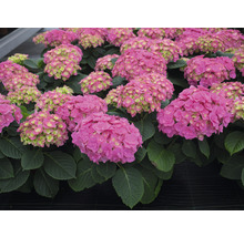 Hortensia Hydrangea macrophylla 'Double Pink' potmaat Ø 22 cm H 30-40 cm