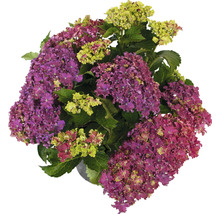 Hortensia met paarse en gele bloemen