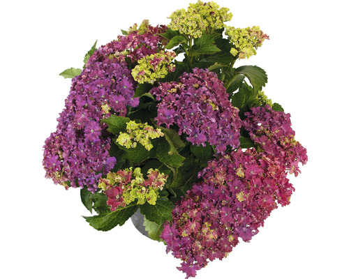 Hortensia Hydrangea macrophylla 'Royal Red Purple' potmaat Ø 22 cm H 30-40 cm