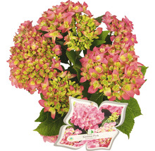 Hortensia Hydrangea macrophylla 'Sarena Pink' potmaat Ø 22 cm H 30-40 cm
