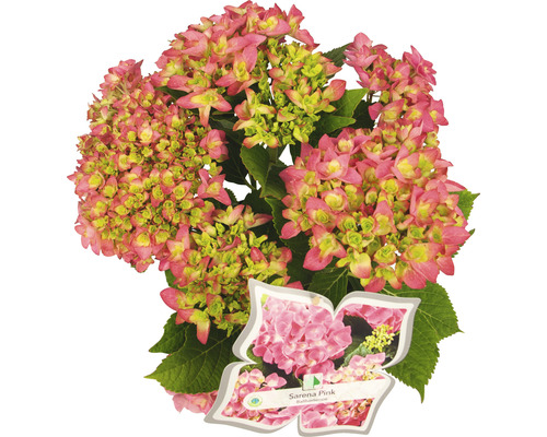 Hortensia Hydrangea macrophylla 'Sarena Pink' potmaat Ø 22 cm H 30-40 cm
