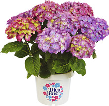 Hortensia in pot met Diva Fiore logo