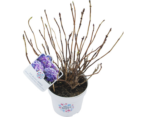 Hortensia in pot met etiket