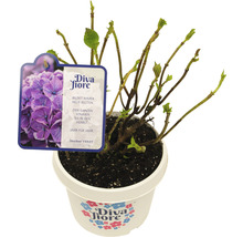 Hortensia Hydrangea macrophylla 'Diva fiore' ® Lila potmaat Ø 22 cm H 30-40 cm