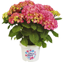 Hortensia Hydrangea macrophylla 'Diva fiore' ® Rosa potmaat Ø 22 cm H 30-40 cm