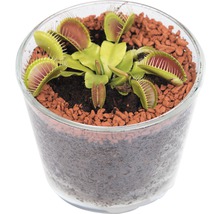 Venusvliegenvanger in een transparante pot met substraat en kleikorrels