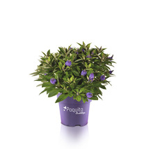 Vlinderstruik in pot