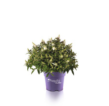 Vlinderstruik in pot