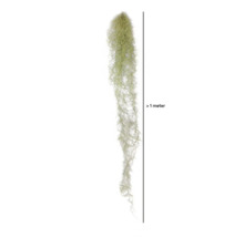 Meer dan een meter lange, hangende Tillandsia usneoides