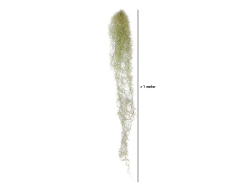 FLORASELF Spaans mos Tillandsia Usneoideus hanger XL potmaat Ø 0 cm H 80-100 cm