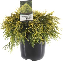 Gele draadcipres in een pot.