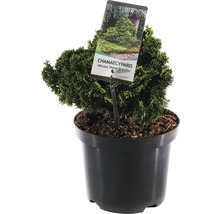 Chamaecyparis obtusa Nana Gracilis in een pot