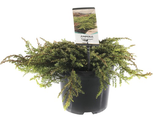 FLORASELF® Jenerverbes Juniperus communis ‘Green Carpet‘ potmaat Ø 19 cm