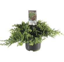 FLORASELF® Jeneverbes Juniperus procumbens 'Nana' potmaat Ø 19 cm