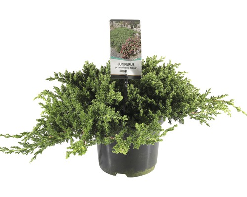 FLORASELF® Jeneverbes Juniperus procumbens 'Nana' potmaat Ø 19 cm